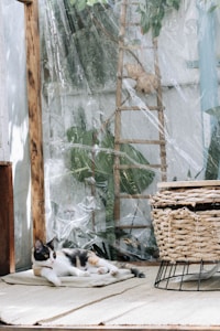 Tempat Tidur Kucing