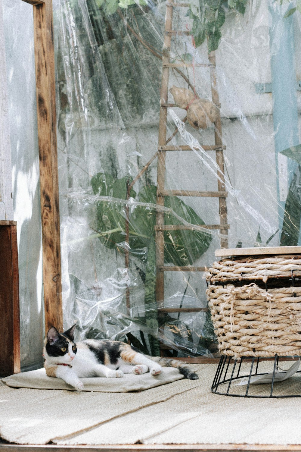 gato calico na cesta tecida marrom