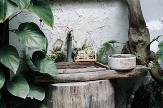 An outdoor scene featuring a rustic wooden table against a chipped, whitewashed wall with moss and a water faucet attached. The table holds small decorative items, including a ceramic pot and a miniature sculpture, next to a planter with green leaves. Lush foliage surrounds the setting, adding a natural touch.