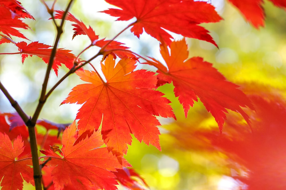 red maple leaves in close up photography