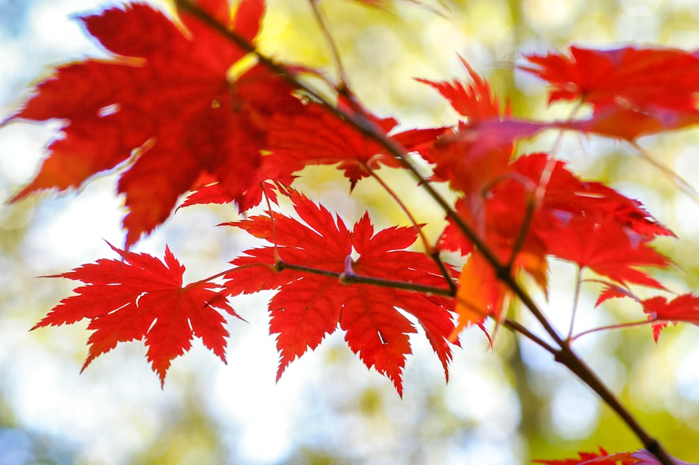 red maple leaves in tilt shift lens