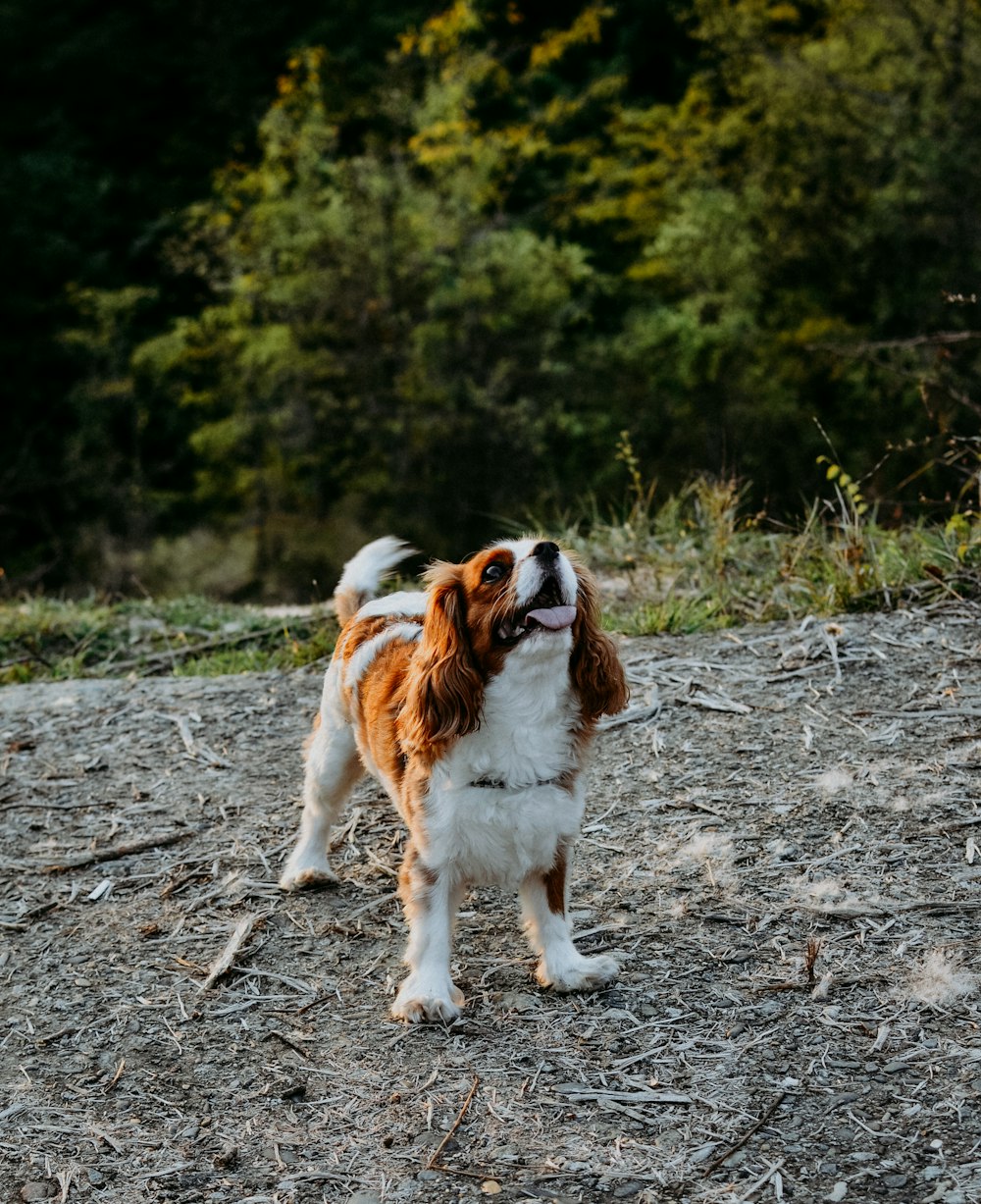 weißer und brauner Hund mit kurzem Mantel, der tagsüber auf unbefestigten Straßen spazieren geht