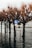 A row of bare trees standing in floodwater, with street signs partially submerged. The setting appears to be an urban environment affected by high water levels, indicating either a recent flood or a seasonal water rise. The signs indicate pedestrian and cycling paths.