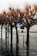 A row of bare trees standing in floodwater, with street signs partially submerged. The setting appears to be an urban environment affected by high water levels, indicating either a recent flood or a seasonal water rise. The signs indicate pedestrian and cycling paths.