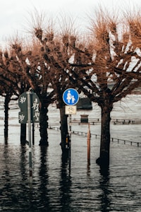 A row of bare trees standing in floodwater, with street signs partially submerged. The setting appears to be an urban environment affected by high water levels, indicating either a recent flood or a seasonal water rise. The signs indicate pedestrian and cycling paths.