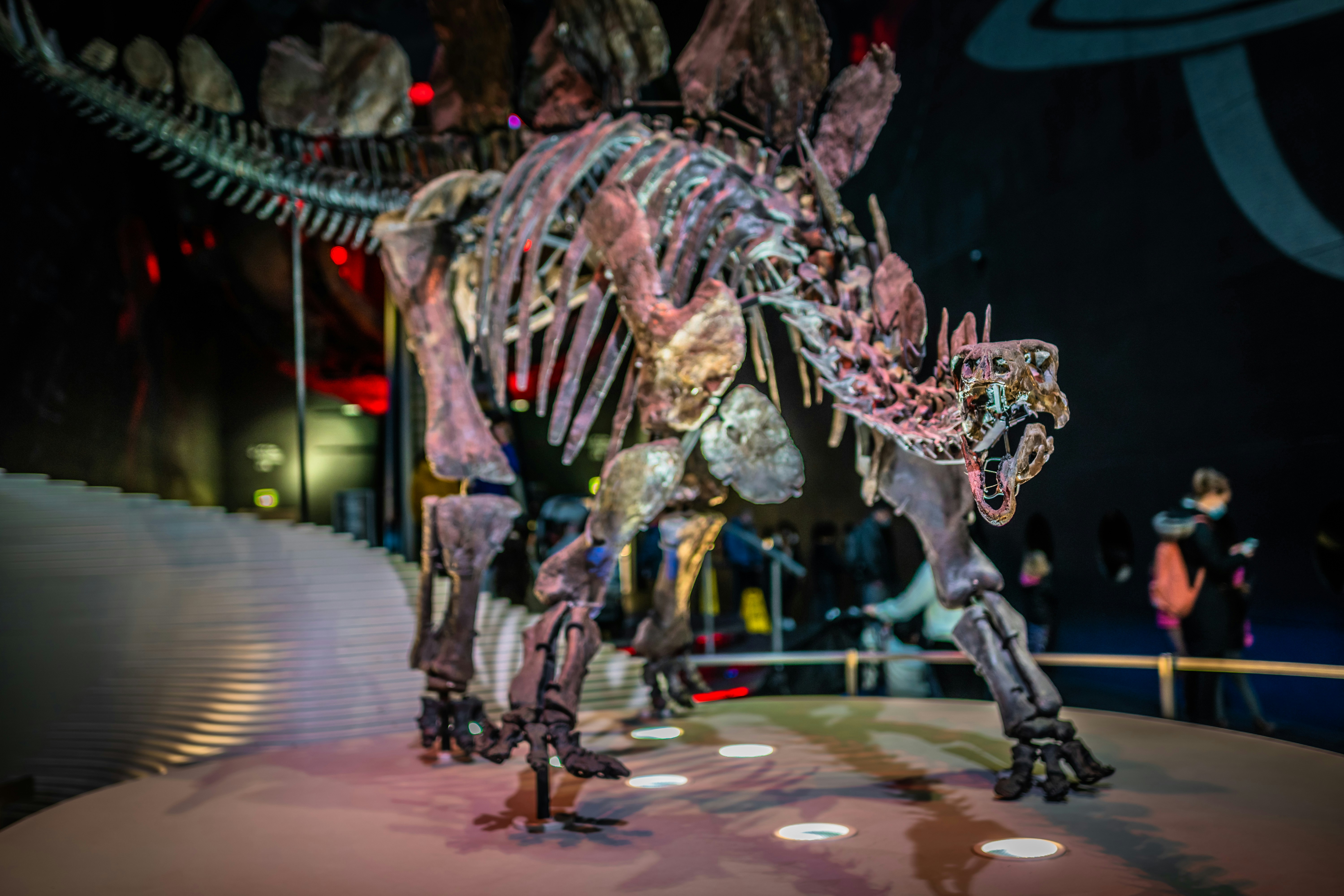 Les secrets oubliés de Stegosaurus révélés