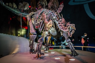 A large dinosaur skeleton with prominent plates along its back is displayed in a museum setting. The environment is dimly lit with spotlights accentuating the details of the fossilized bones. A few museum visitors are visible in the background, examining the exhibit.