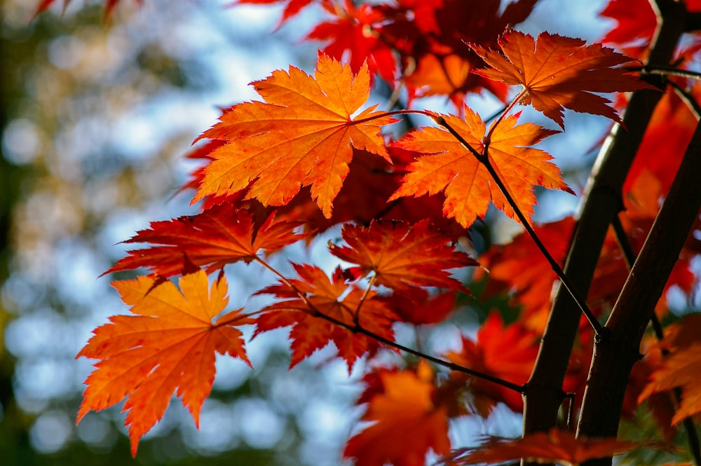 red maple leaves in tilt shift lens