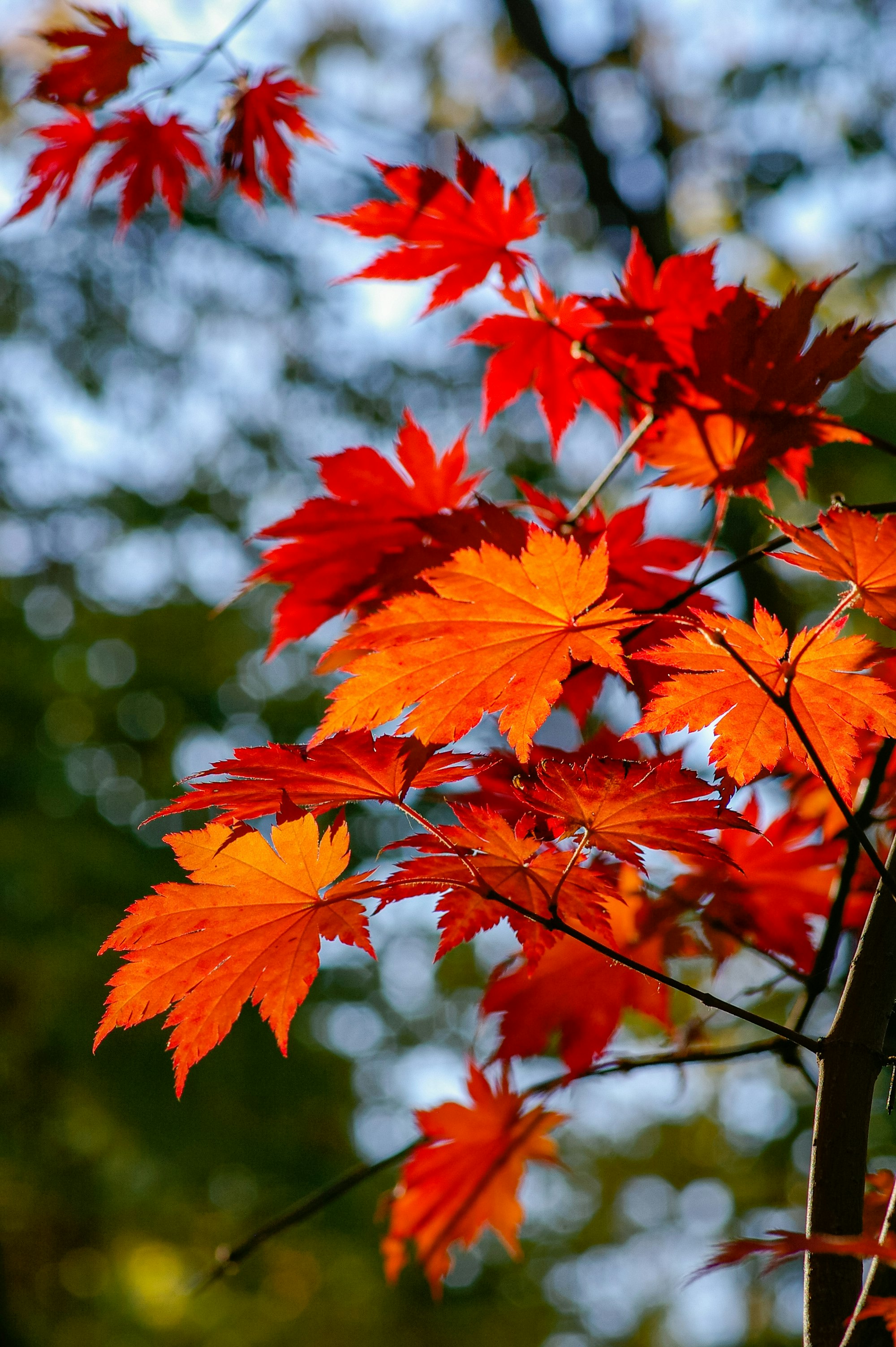 red maple leaves in tilt shift lens