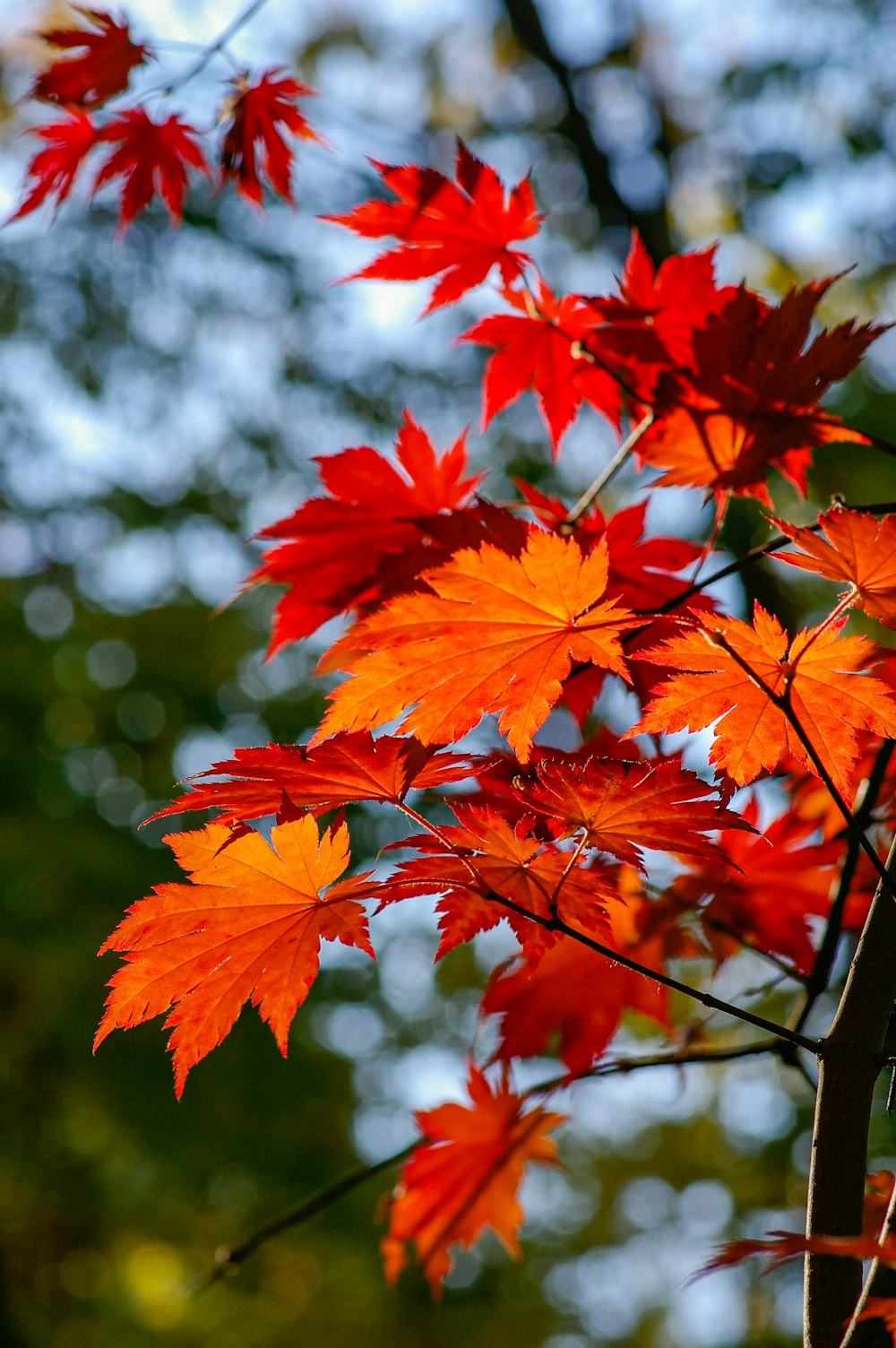 foglie d'acero rosse con lente decentrabile