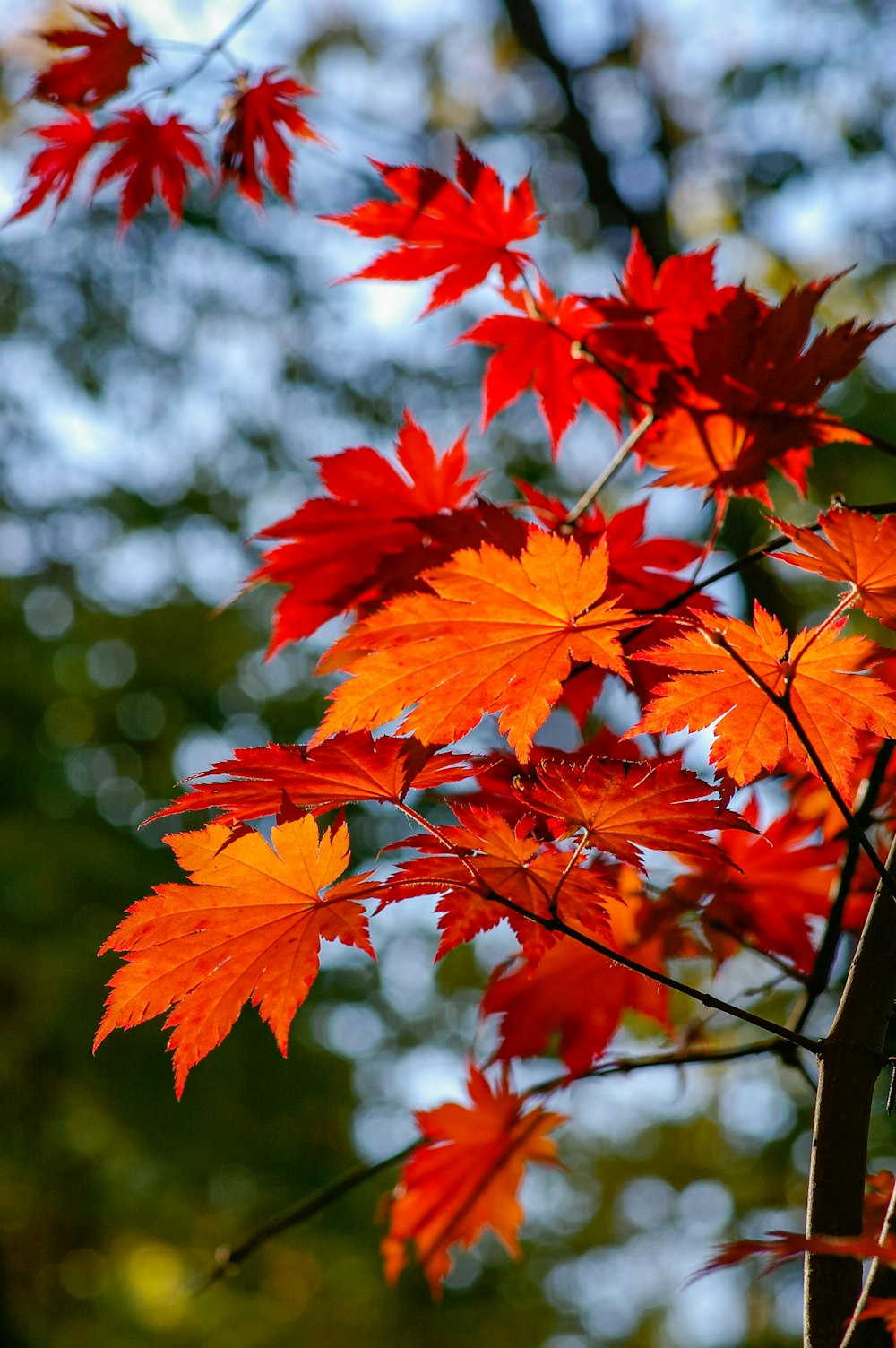 red maple leaves in tilt shift lens