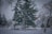 green trees on snow covered ground during daytime