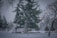 green trees on snow covered ground during daytime