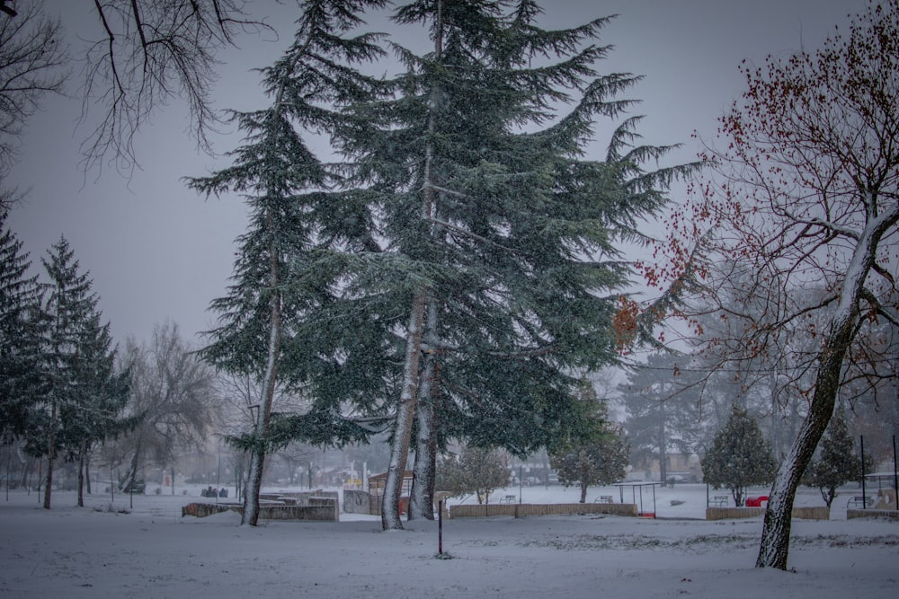 green trees on snow covered ground during daytime