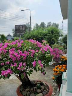 A vibrant garden scene featuring a large potted plant with bright pink flowers prominently displayed in the foreground. Surrounding this are other potted plants, including marigolds with vivid orange blossoms. The background reveals a street with a lamppost and lush greenery under a slightly overcast sky.