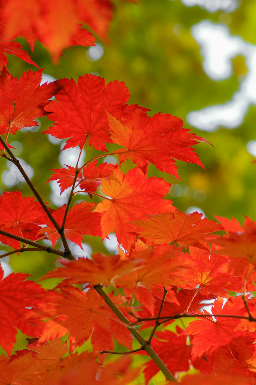 red maple leaves in tilt shift lens