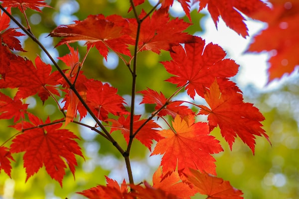 Dissectum Japanese Maple