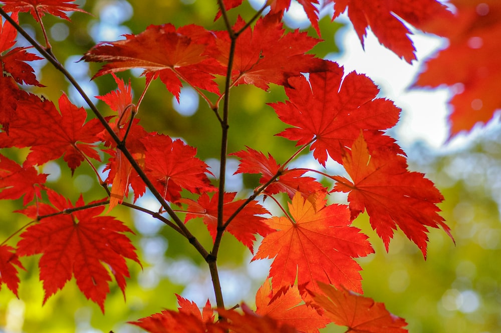 feuilles d’érable rouges en gros plan