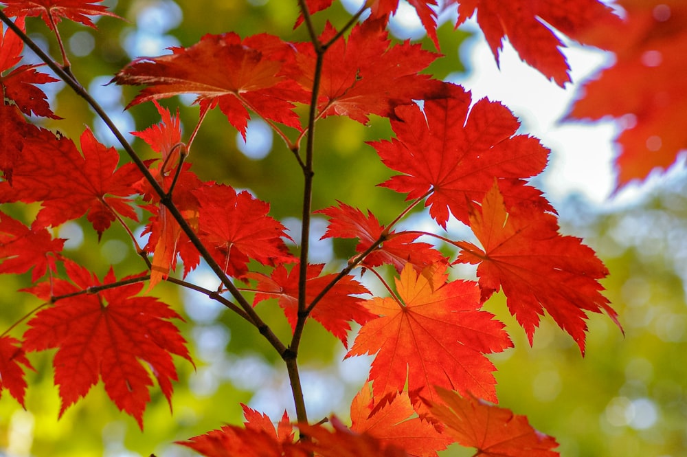 red maple leaves in close up photography