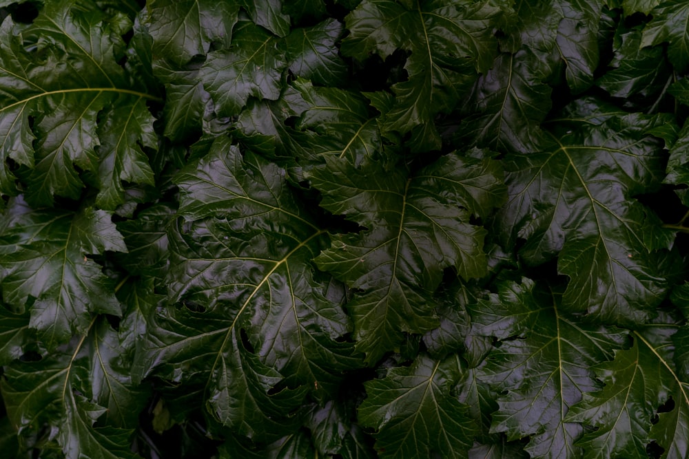 Las hojas verdes se plantan durante el día