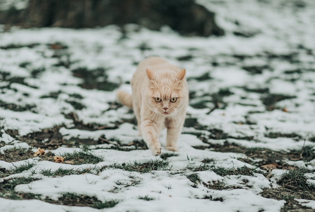 orange tabby cat walking on snow covered ground during daytime