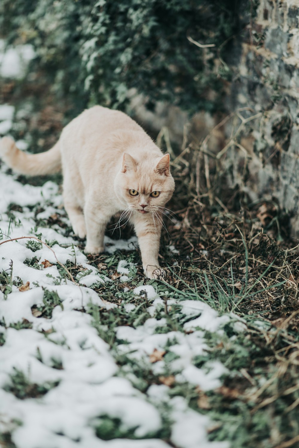 orange tabby cat on green grass during daytime