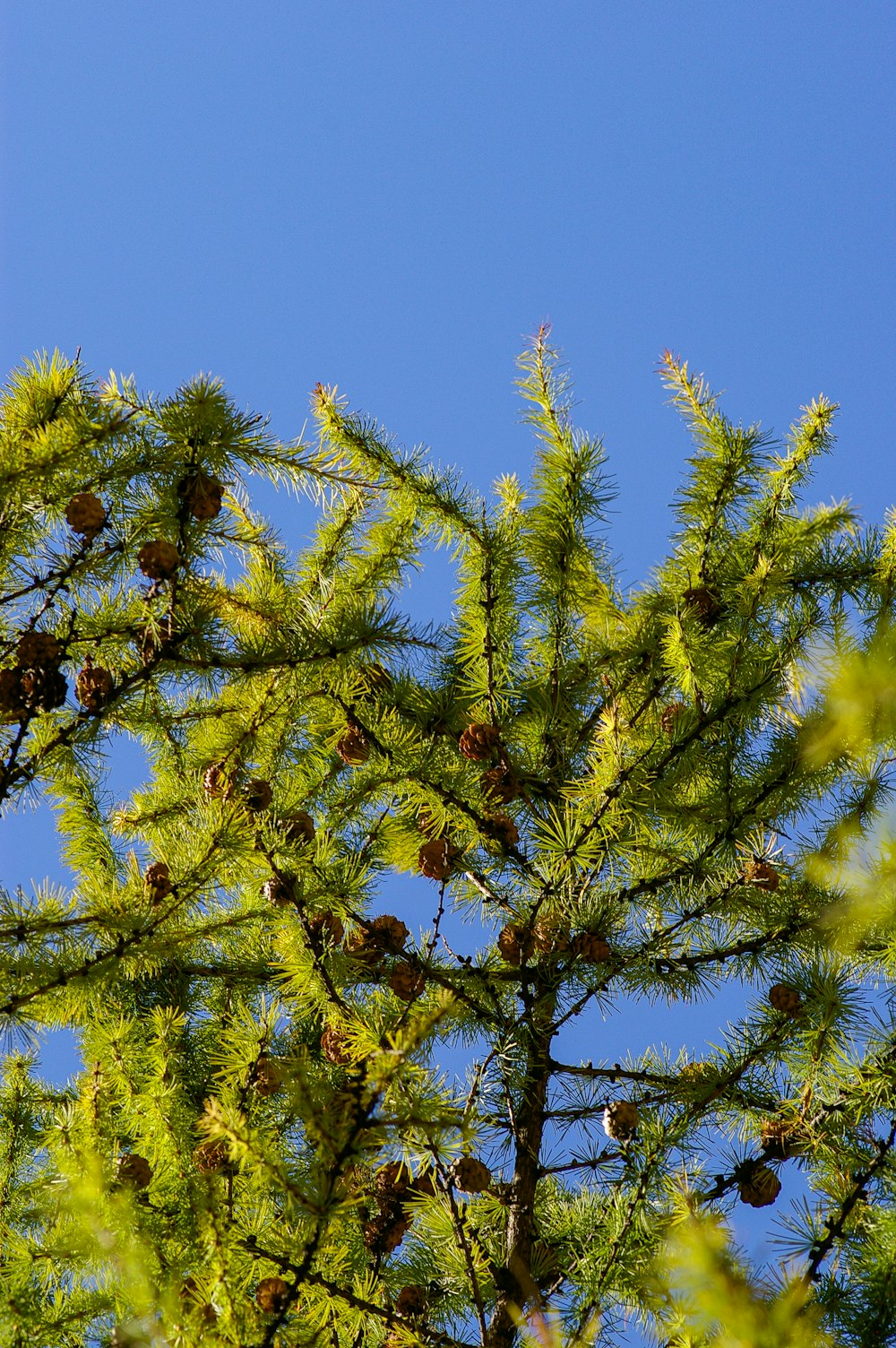 緑と黄色の葉の木