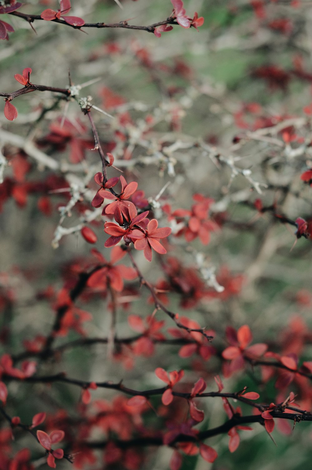 red flowers in tilt shift lens