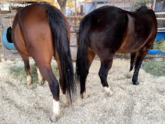 Two horses are standing side by side, facing away, resting in a fenced area. The ground is covered with straw or wood shavings. One horse is dark brown while the other is a lighter brown, and both have black tails.