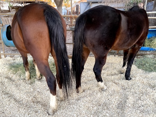 Two horses are standing side by side, facing away, resting in a fenced area. The ground is covered with straw or wood shavings. One horse is dark brown while the other is a lighter brown, and both have black tails.