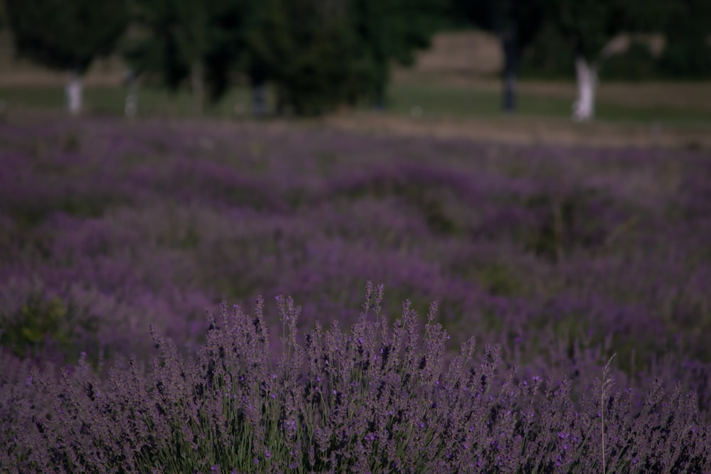 purple flower field during daytime