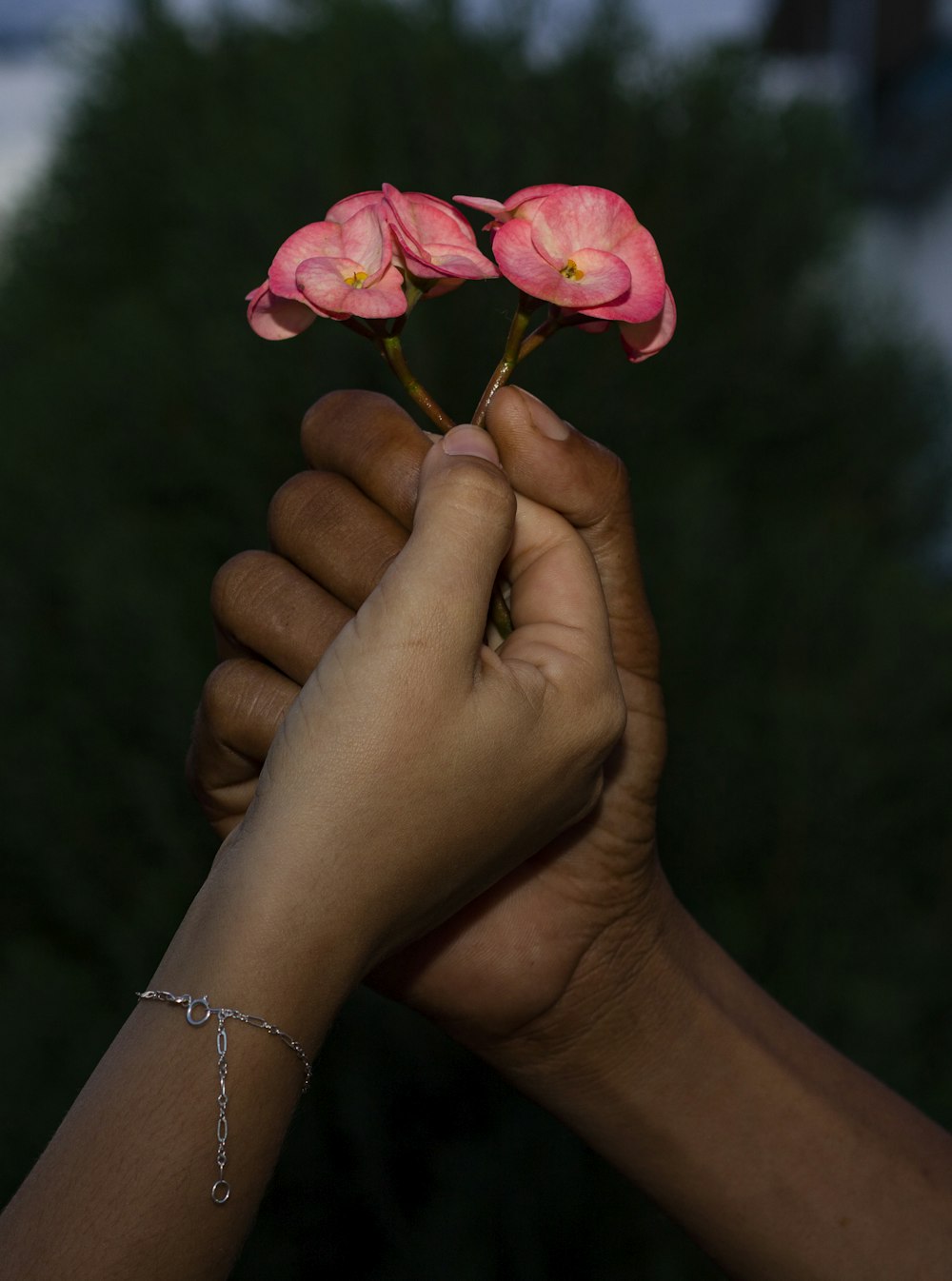 pessoa que segura a flor rosa rosa