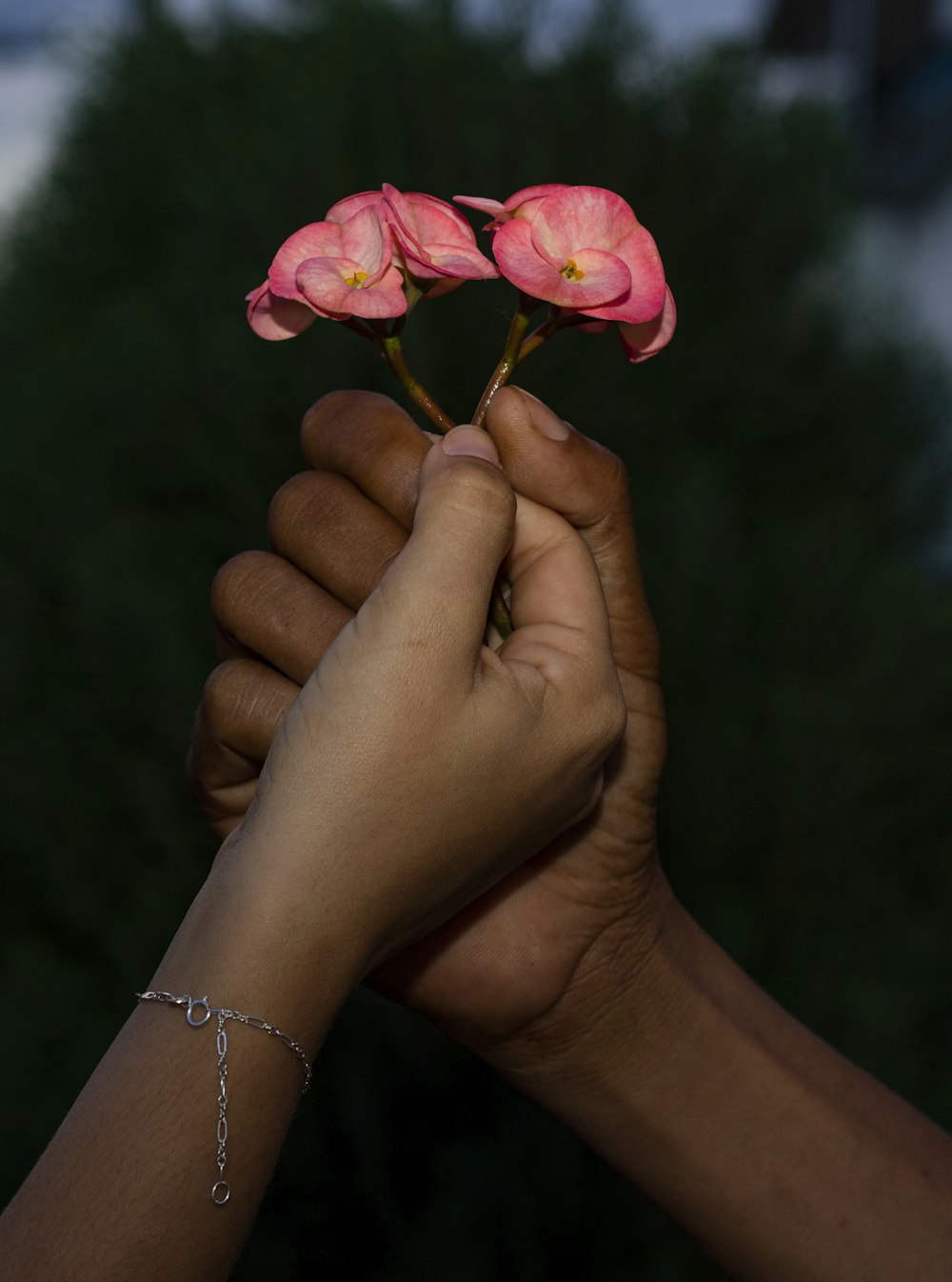 person holding pink rose flower