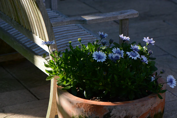 A cozy garden corner with terracotta planters filled with lush green plants beside a foldable Adirondack bench.