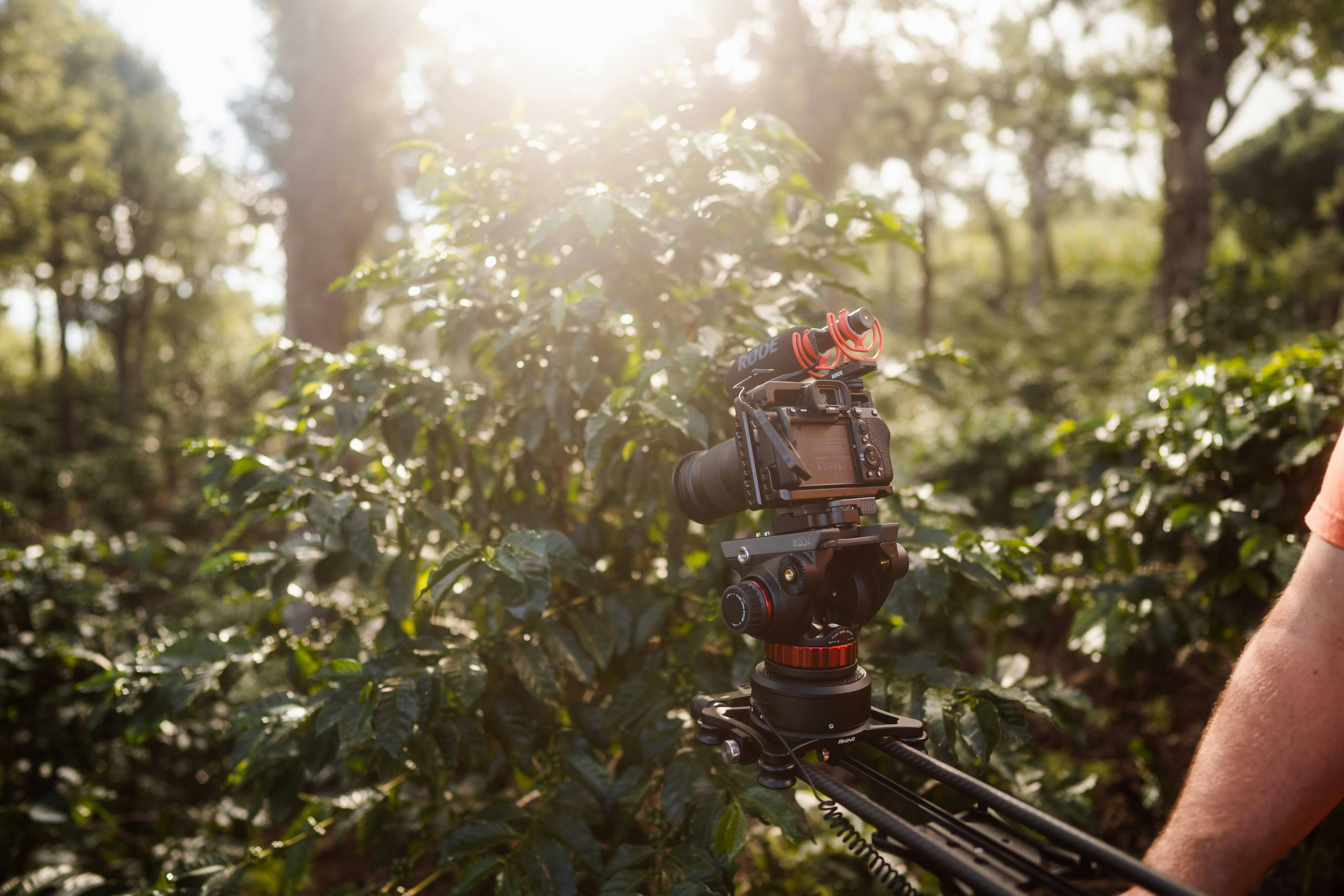 A filmmaker films a close up shot of a lizard on a plant. His film will use copyright free documentary music for the soundtrack.