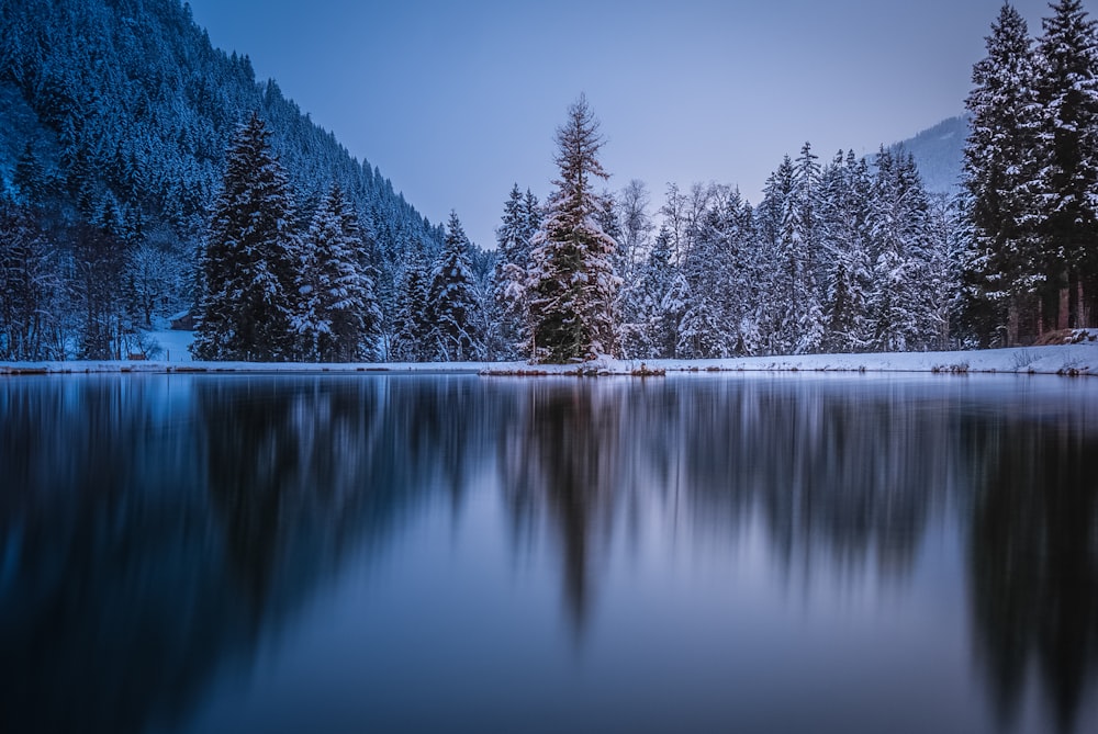 green trees beside body of water during daytime