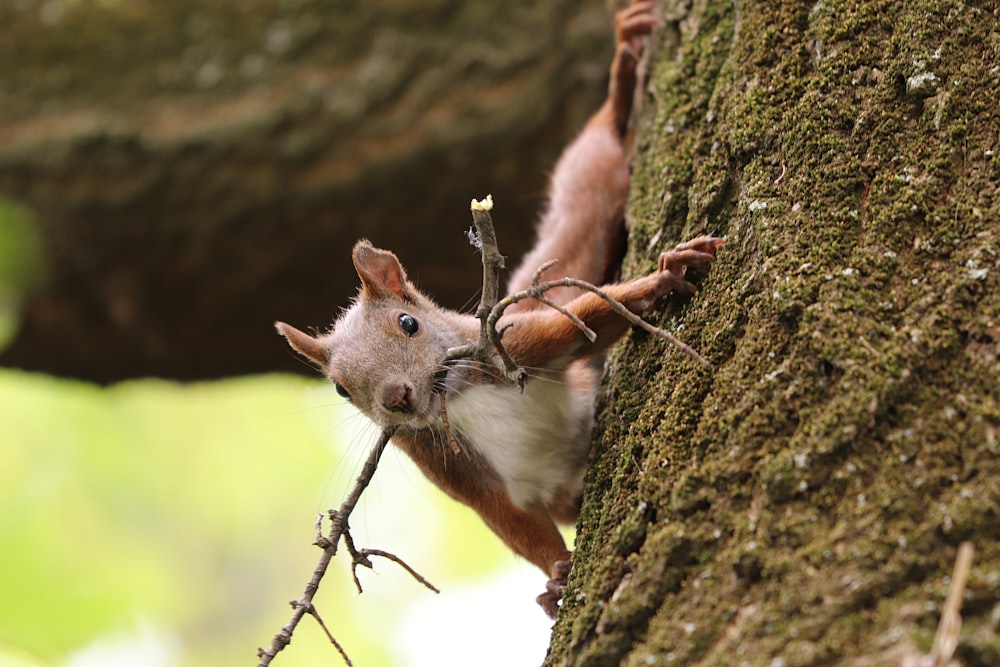 brown and white squirrel on brown tree trunk during daytime