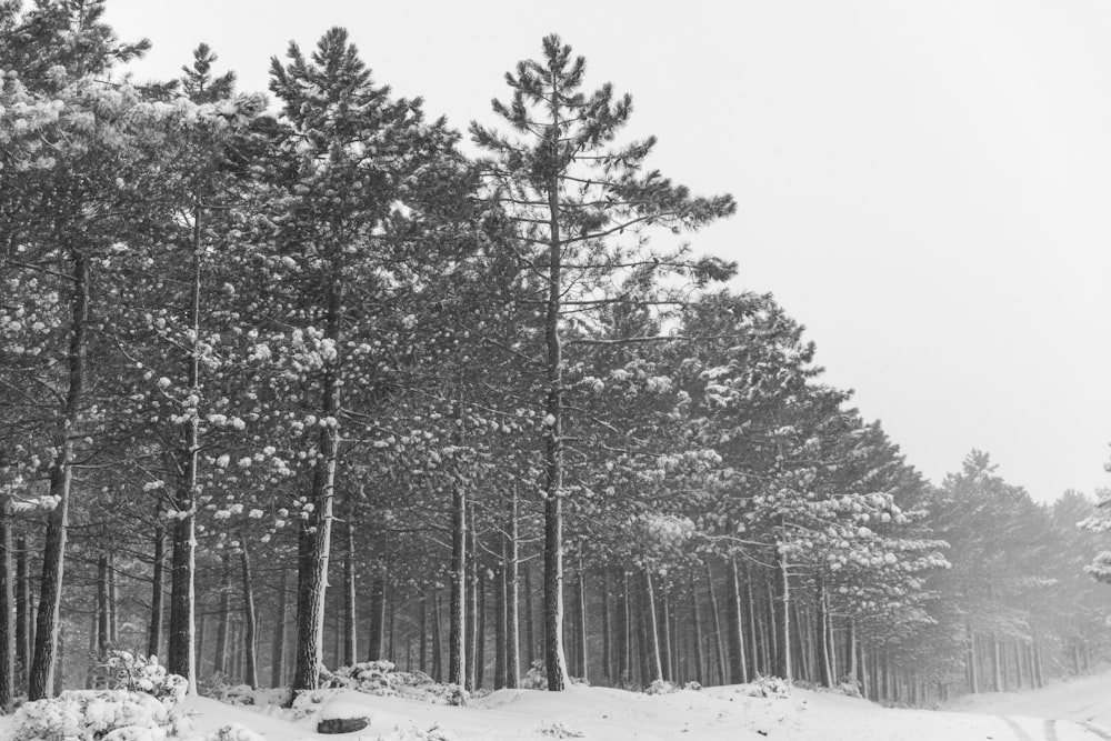 snow covered trees during daytime