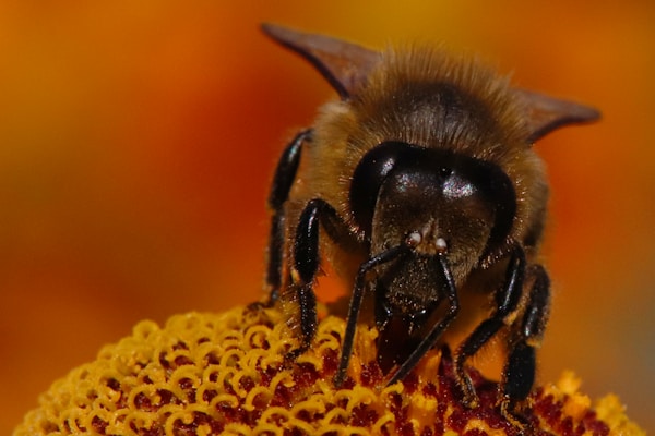A close-up of a bee perched on a vibrant yellow flower, its legs gripping the intricately textured surface. The background is softly blurred in warm orange and yellow hues, creating a vivid contrast with the dark, shiny body of the bee.
