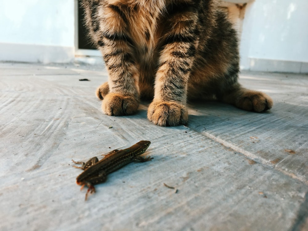 chat tigré brun couché sur le sol
