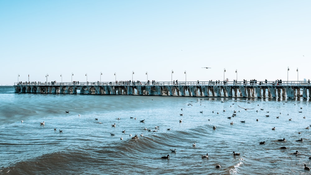 Personas en el muelle durante el día