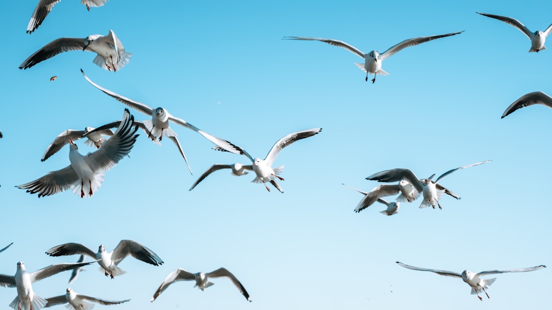 white and black birds flying under blue sky during daytime