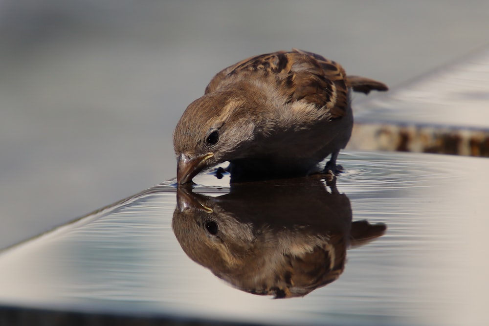 brown bird on water during daytime