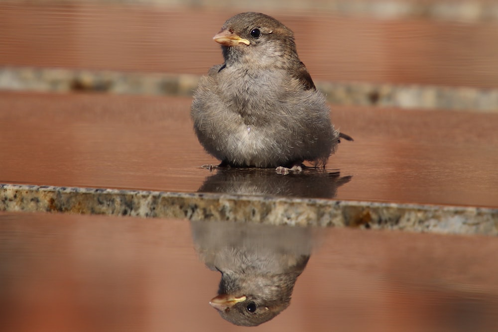 grey and brown bird on brown wooden surface