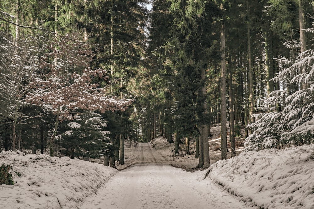 green trees on white snow covered ground during daytime