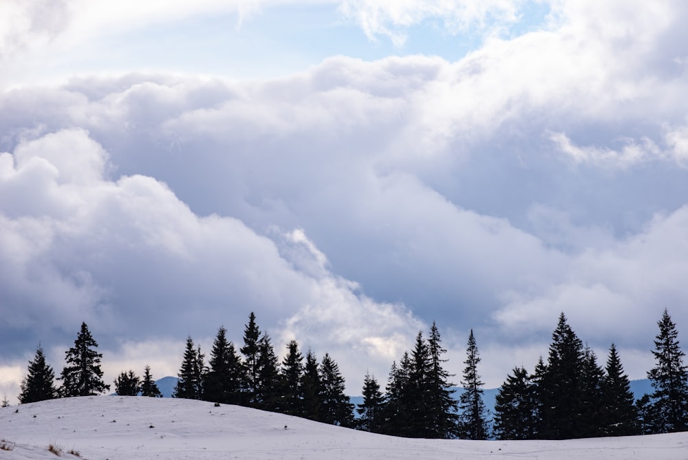 green pine trees on snow covered ground under white cloudy sky during daytime