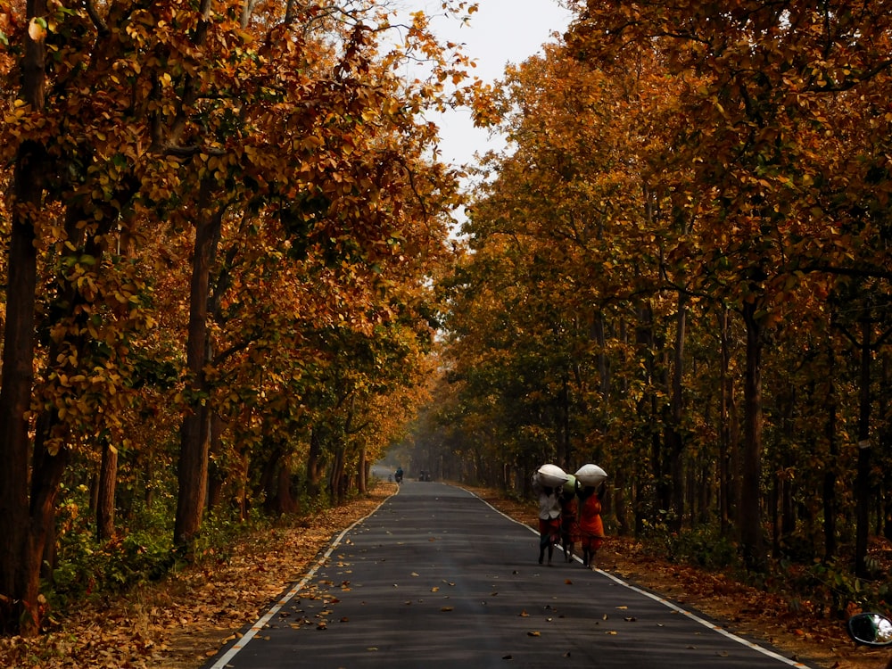 people walking on road between trees during daytime