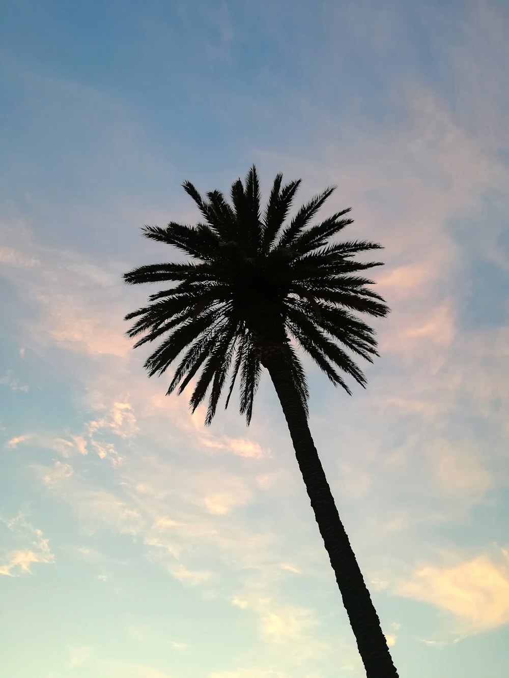 palm tree under cloudy sky during daytime