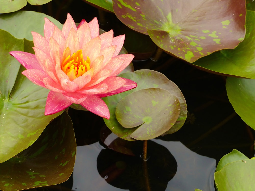 pink lotus flower on water