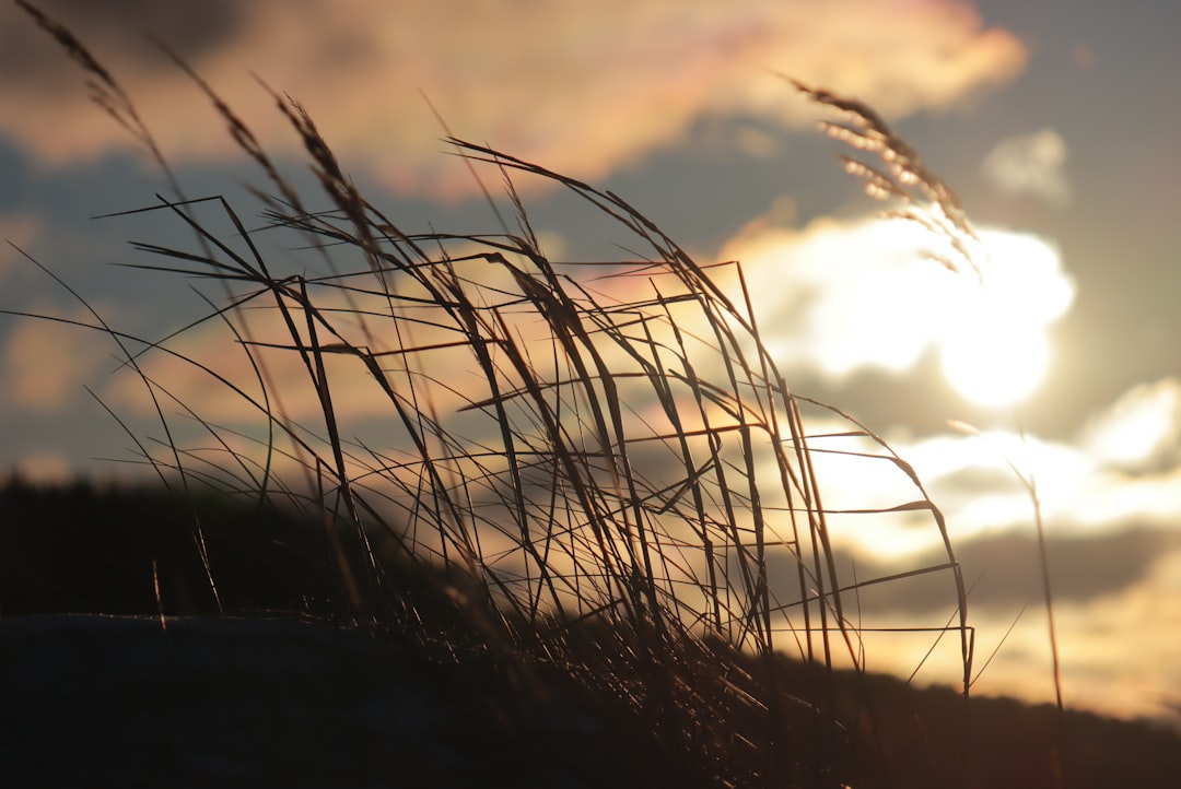 silhouette of grass during sunset